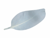 Primary Raster logo